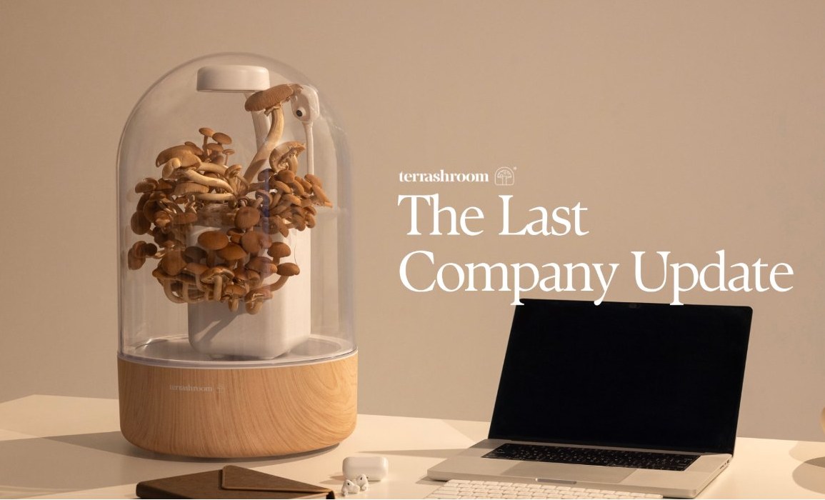 Terrashroom — The Last Company Update. A terrashroom grow chamber full of mushrooms on a desk beside a laptop.