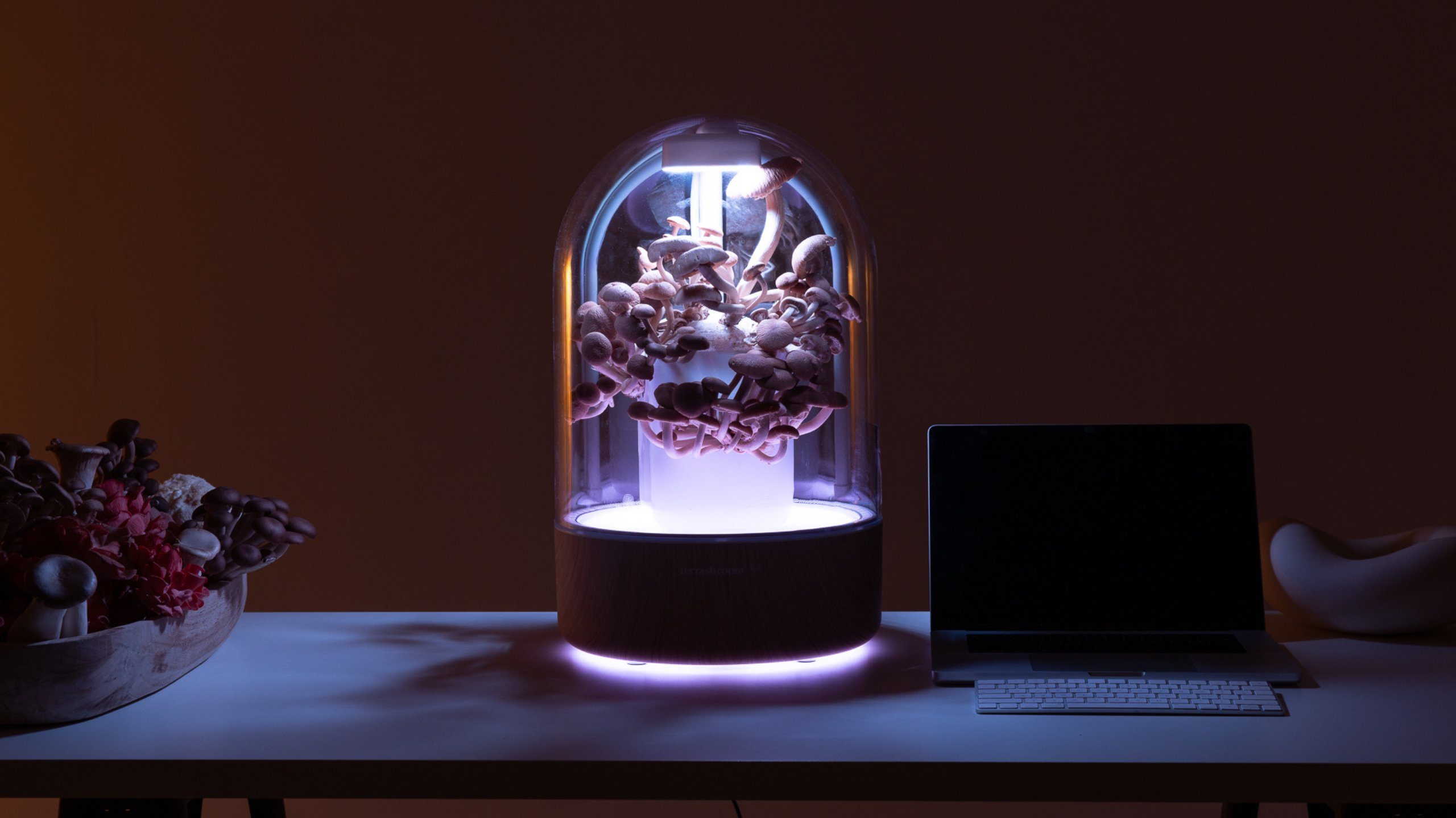 A terrashroom smart grow chamber glowing on a desk with a full flush of mushrooms inside